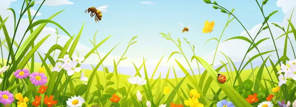 Beautiful Summer Meadow